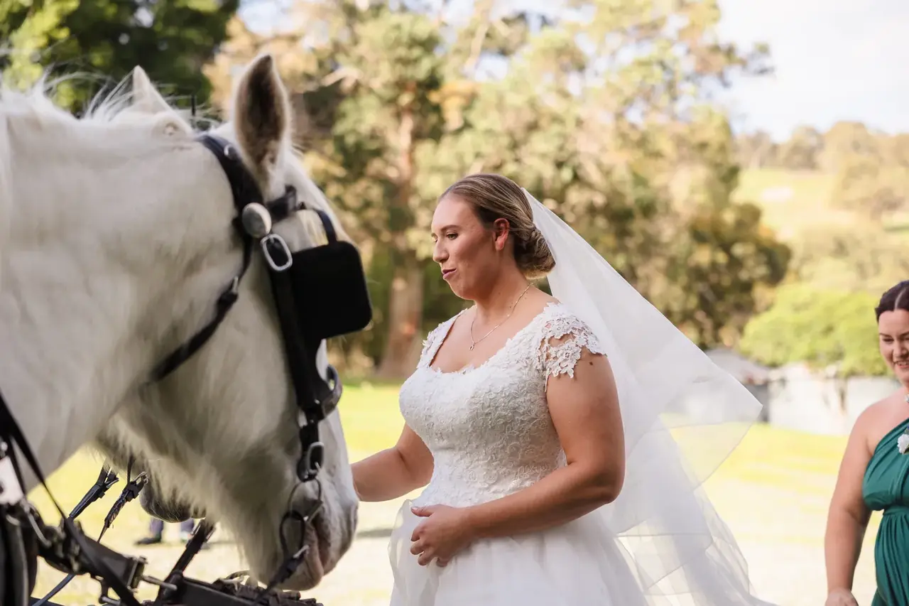 Sarah greets one of the grey carriage horses before her ceremony at Quarry Farm