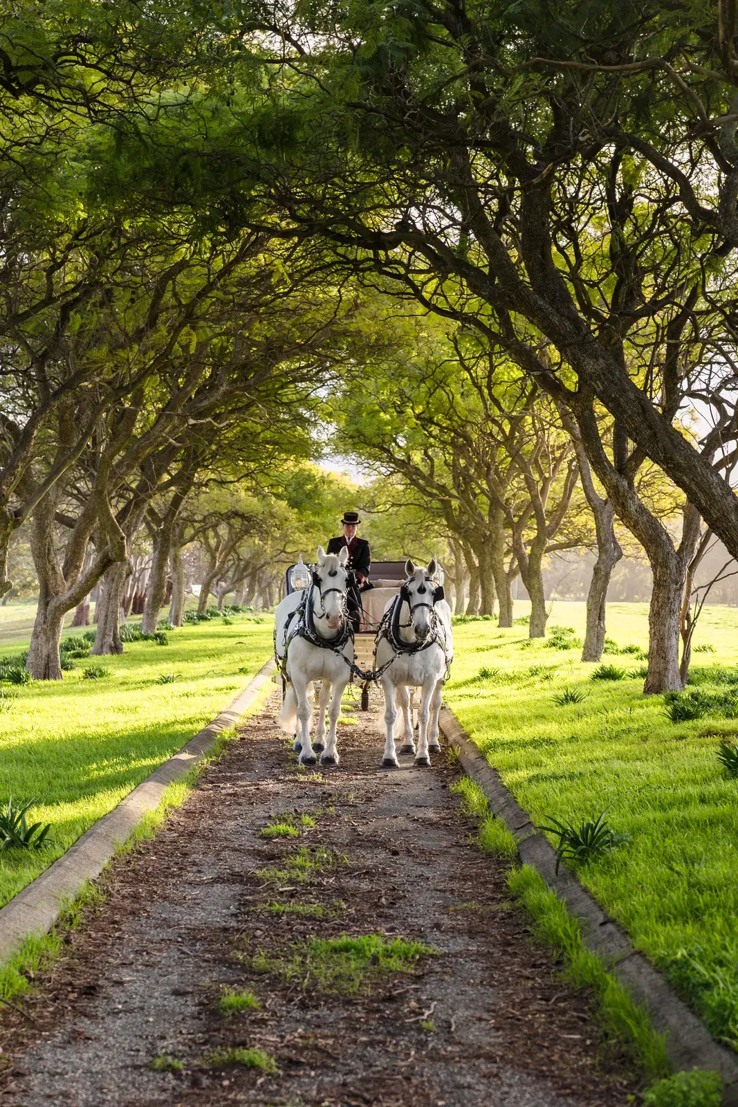 The horse-drawn carriage carries Sarah and James down the tree-lined driveway at Quarry Farm