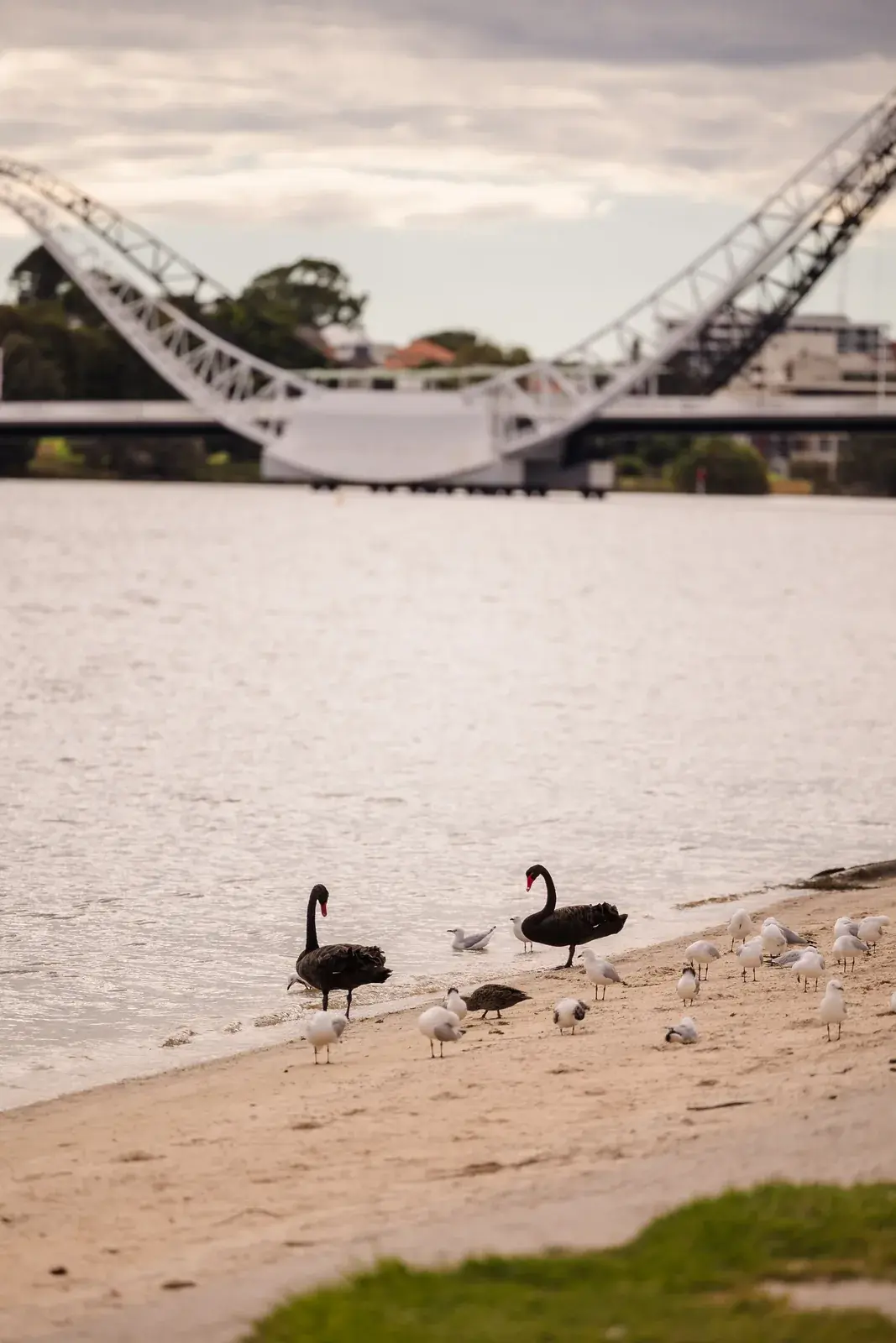 Black swans on the Swan River at Burswood on Swan