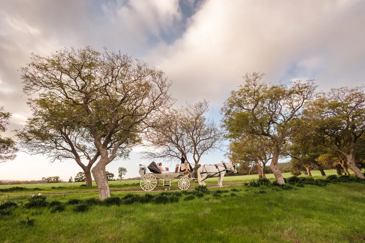 The horse-drawn carriage crosses the green paddocks under big old trees at Quarry Farm
