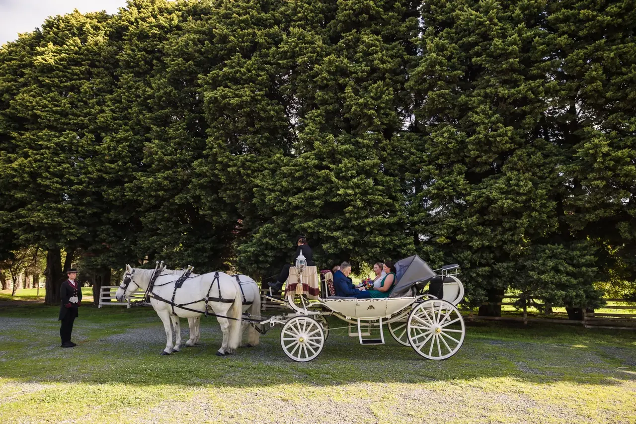 A white horse-drawn carriage waits under the big old trees at Quarry Farm