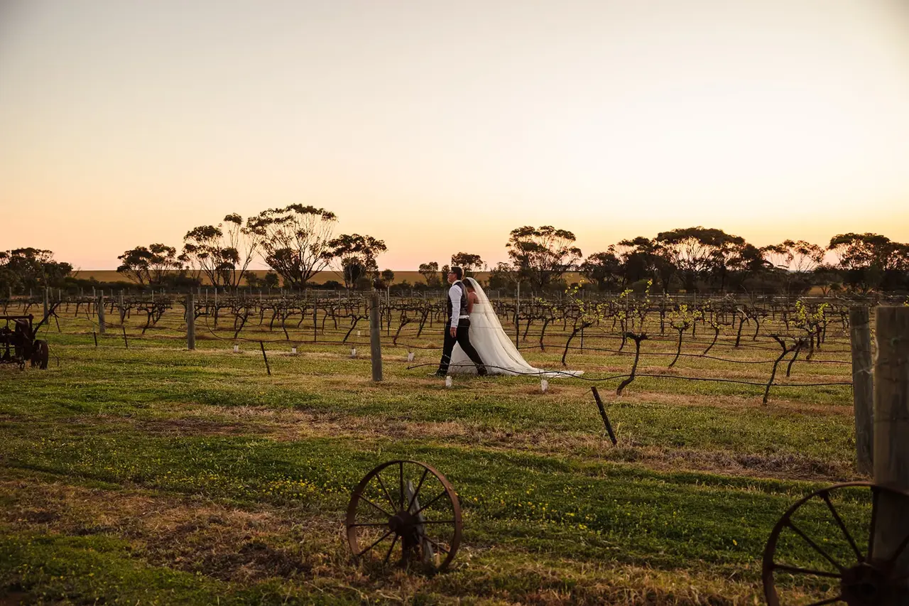 A couple walk between the rows of vines at sunset at Walkers Hill Vineyard, Lake Grace, an old wagon wheel in the grass