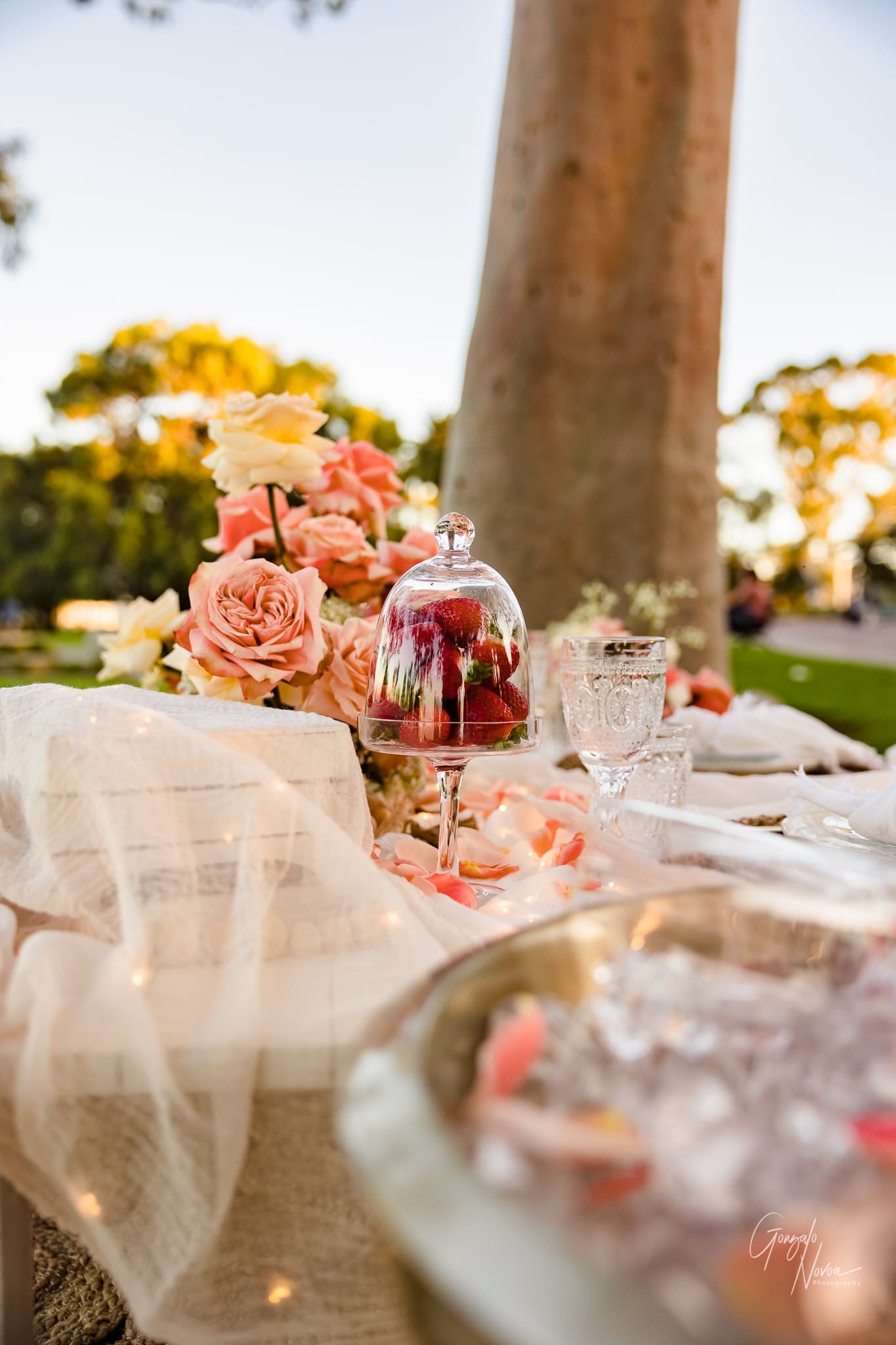 Perth Wedding Photographer, Surprise engagement proposal - Gonzalo Novoa Photography at Kings Park WA