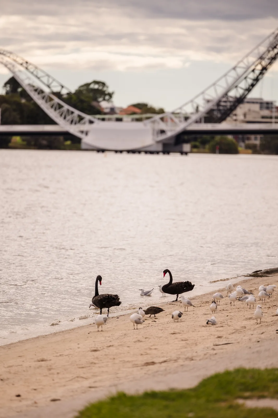 Black swans on the Swan River at Burswood on Swan